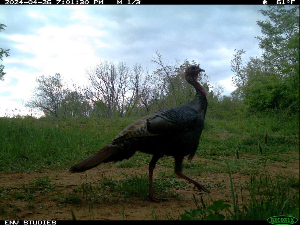 Wild Turkey - ML621437259