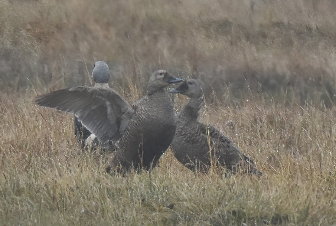 Spectacled Eider - ML621437272