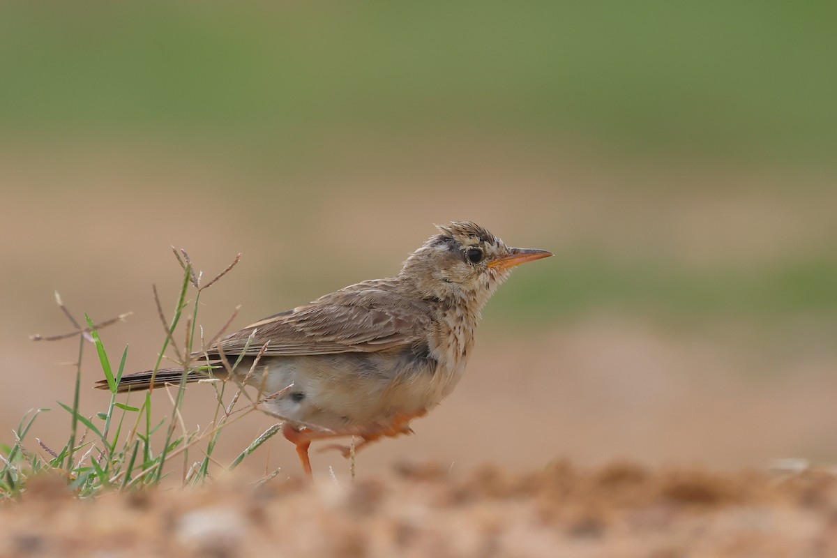 Paddyfield Pipit - ML621437446