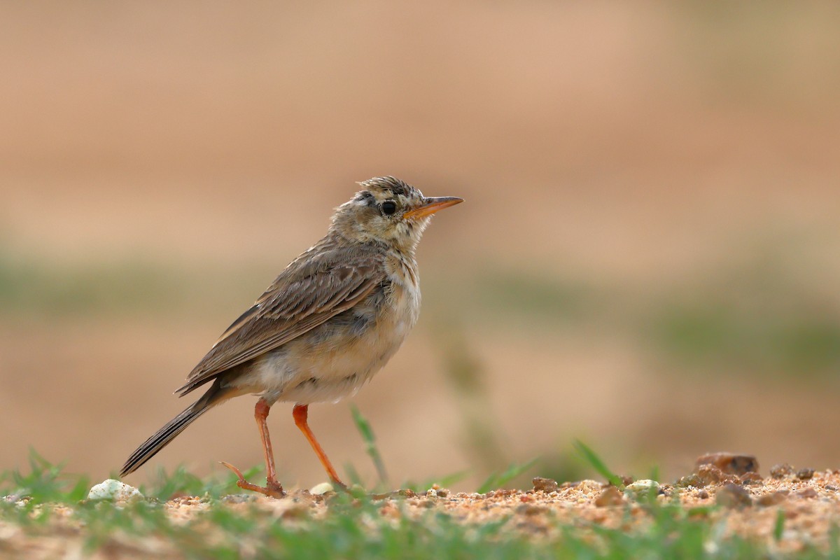 Paddyfield Pipit - ML621437447