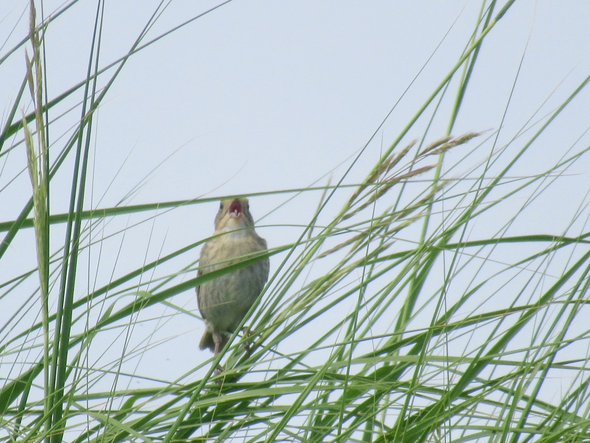 Nelson's Sparrow - ML621437494