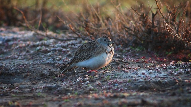 Least Seedsnipe - ML621437587