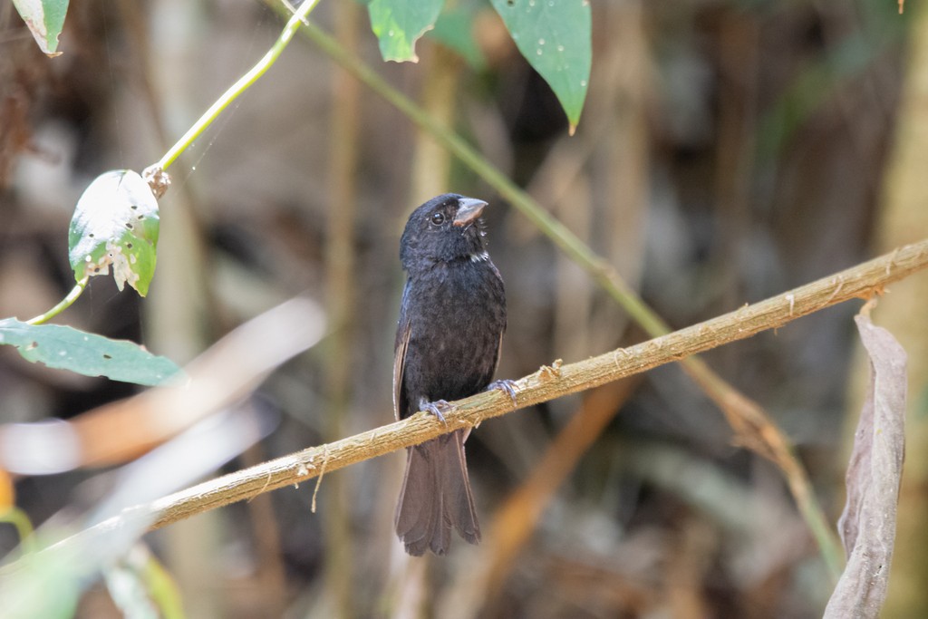 Blackish-blue Seedeater - ML621437674