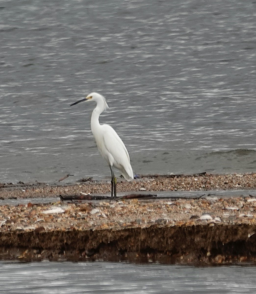 Snowy Egret - ML621437684