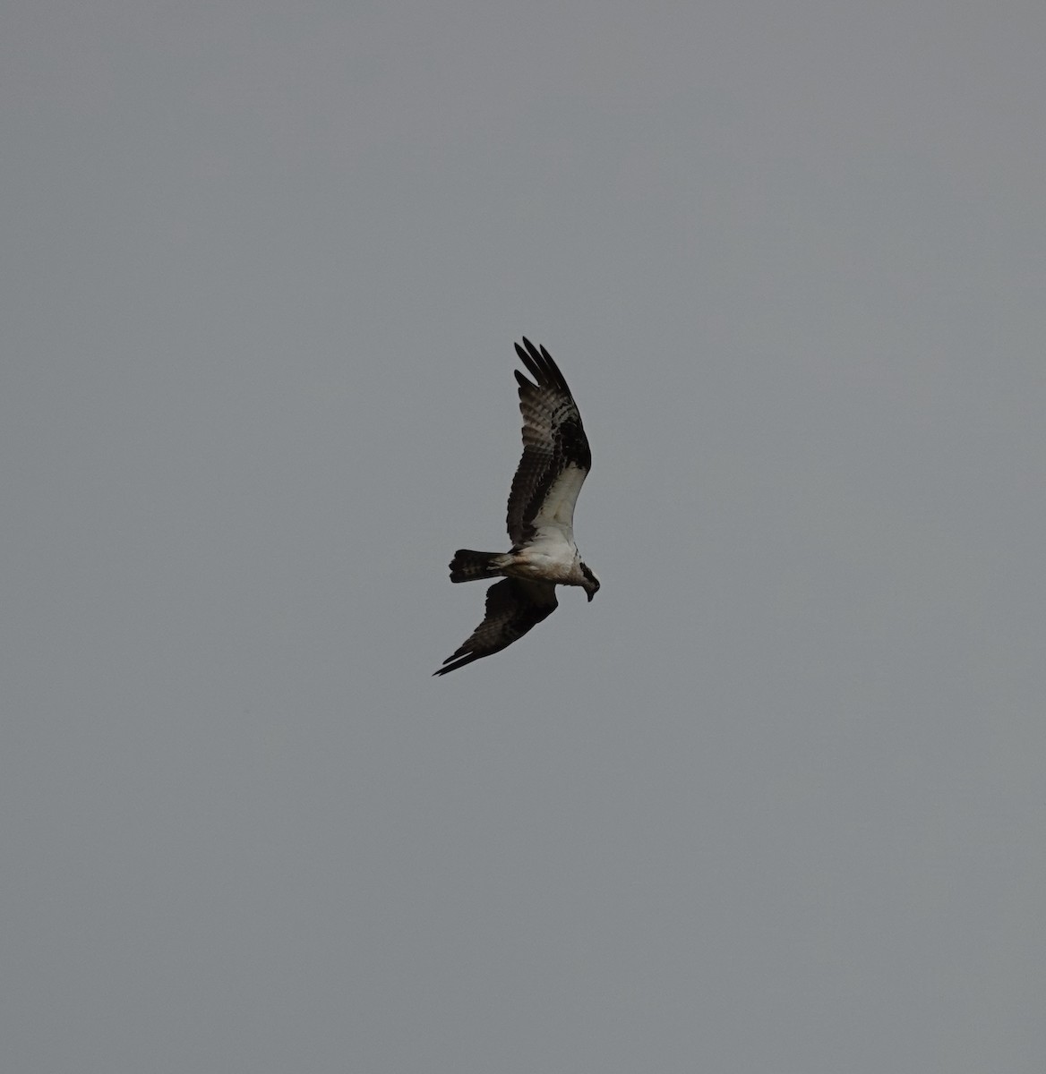 Falco pescatore - ML621437685