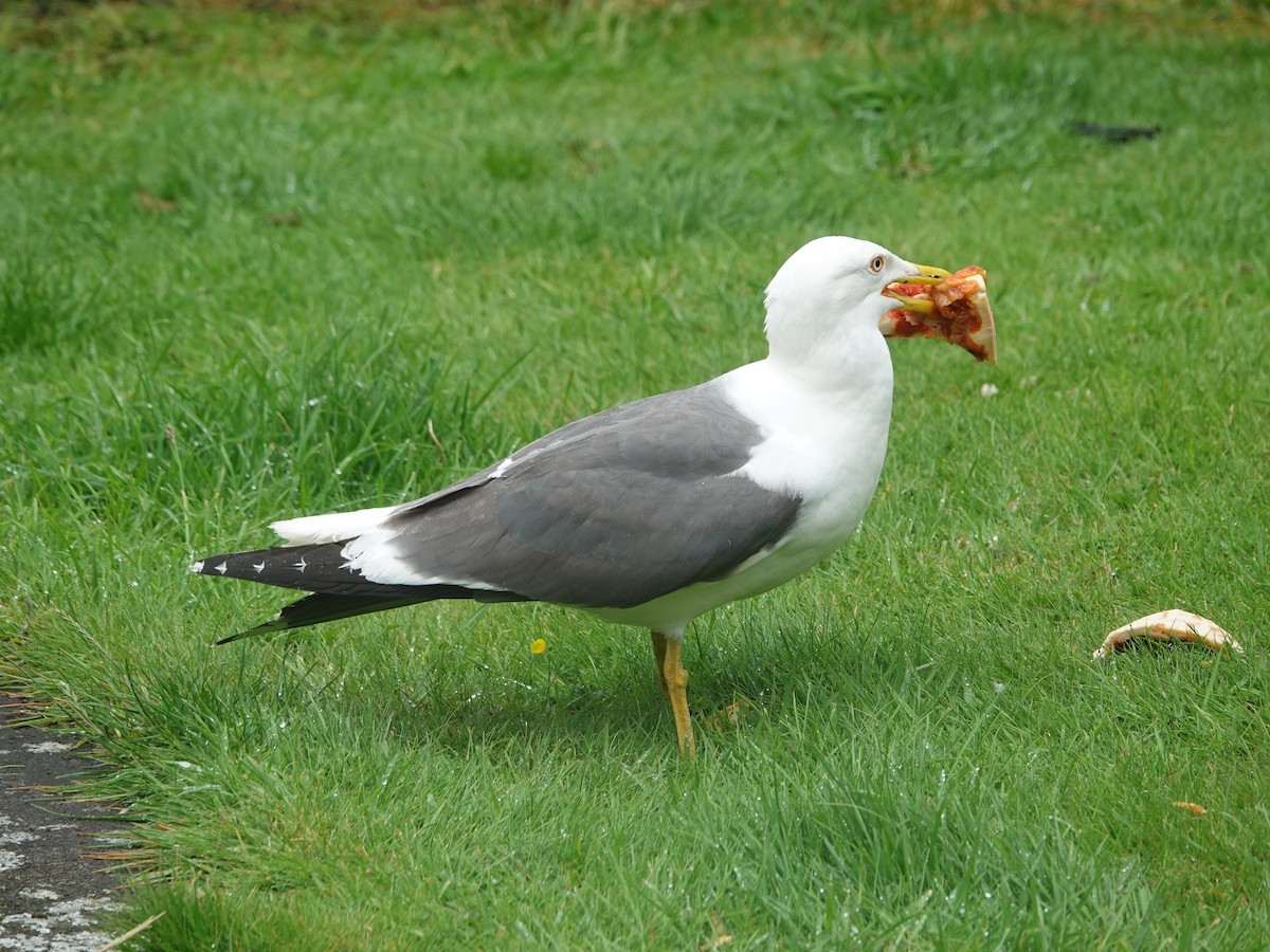 Ml621437693 lesser black backed gull macaulay library