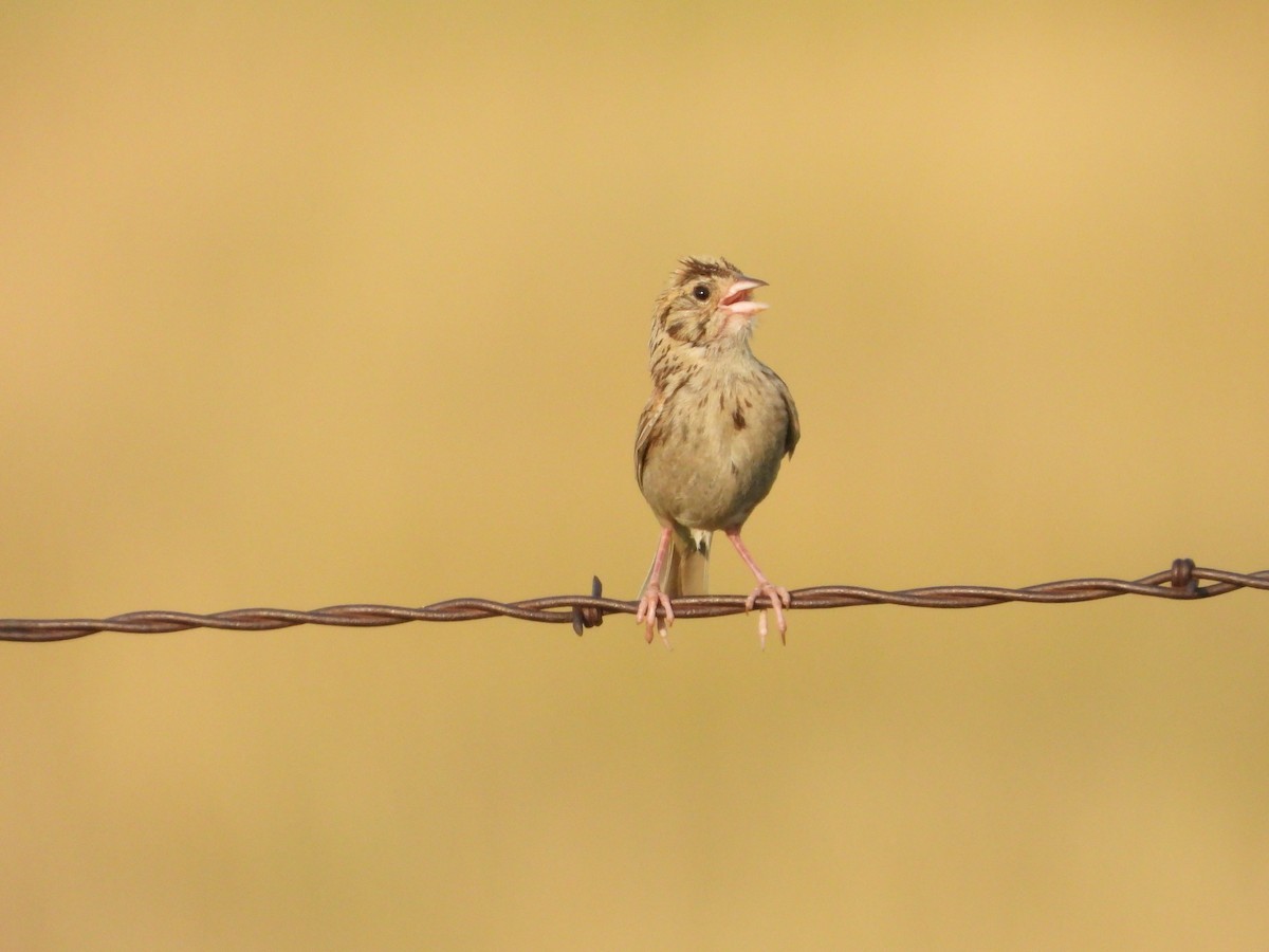 Baird's Sparrow - ML621437729