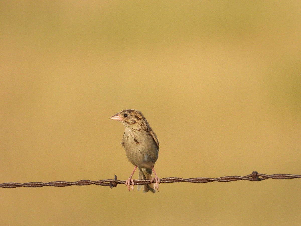 Baird's Sparrow - ML621437733