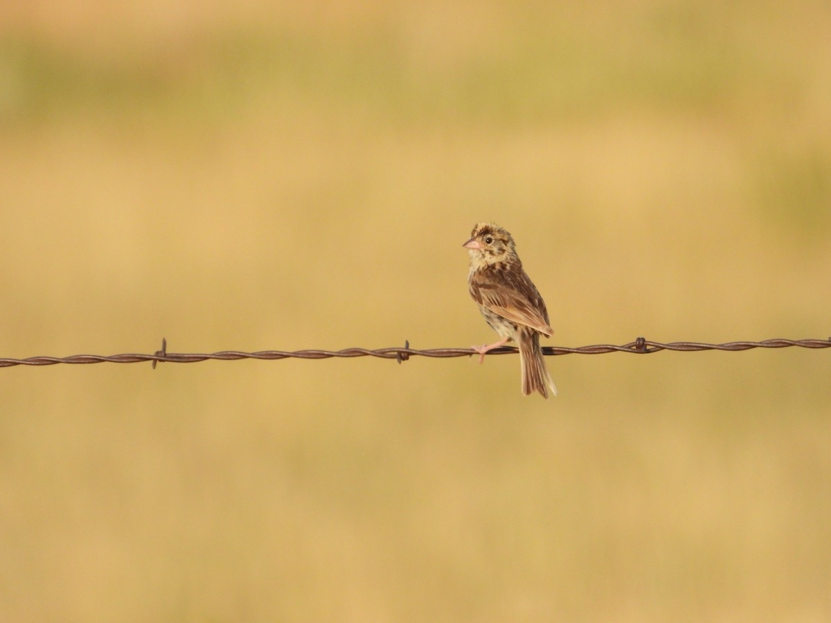 Baird's Sparrow - Quentin Reiser