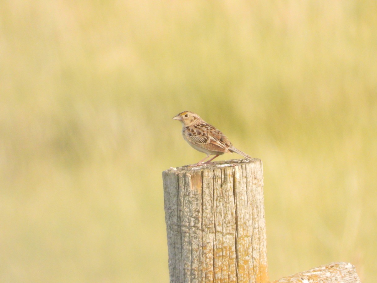 Grasshopper Sparrow - ML621437745