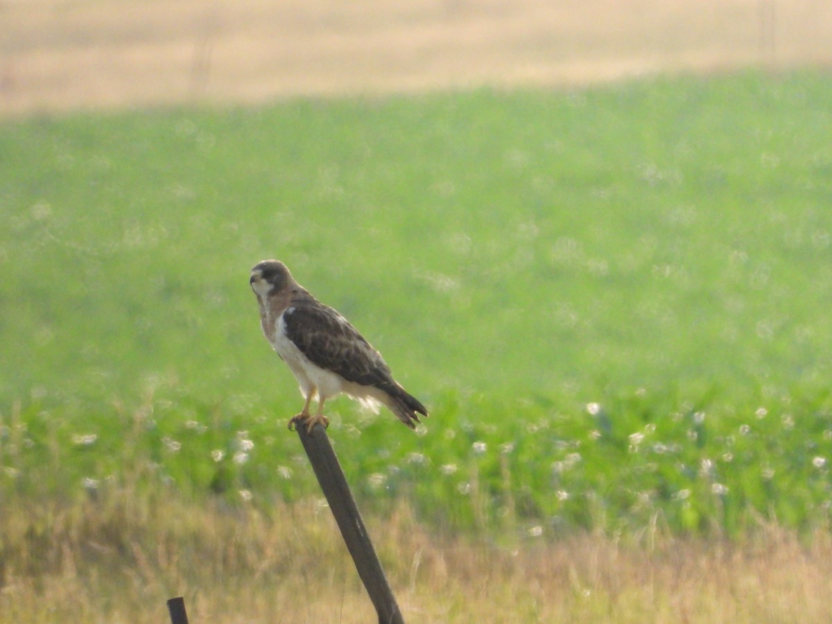 Swainson's Hawk - ML621437758