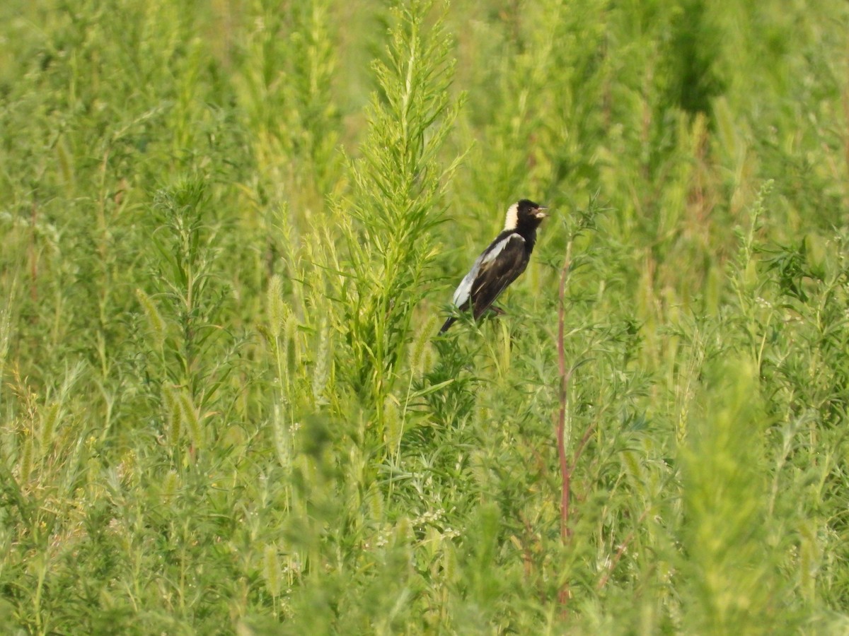 Bobolink - ML621437761