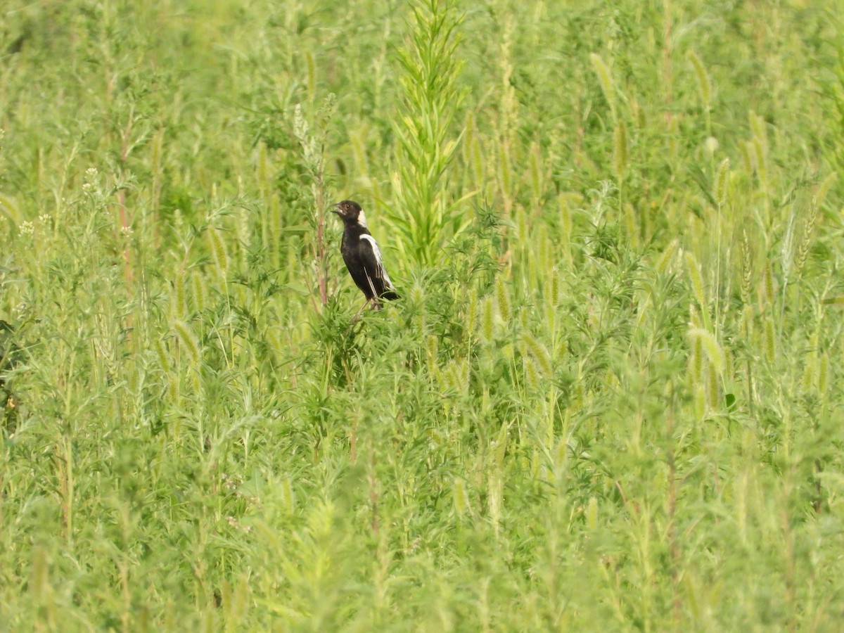 Bobolink - ML621437764