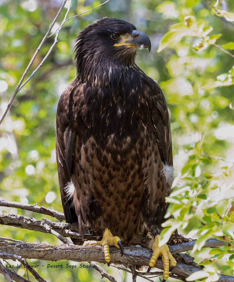 Bald Eagle - ML621437856