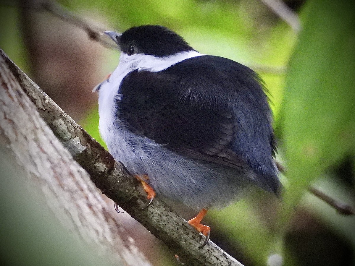 White-bearded Manakin - Josué Peña - Jota Travels - Birding Tour