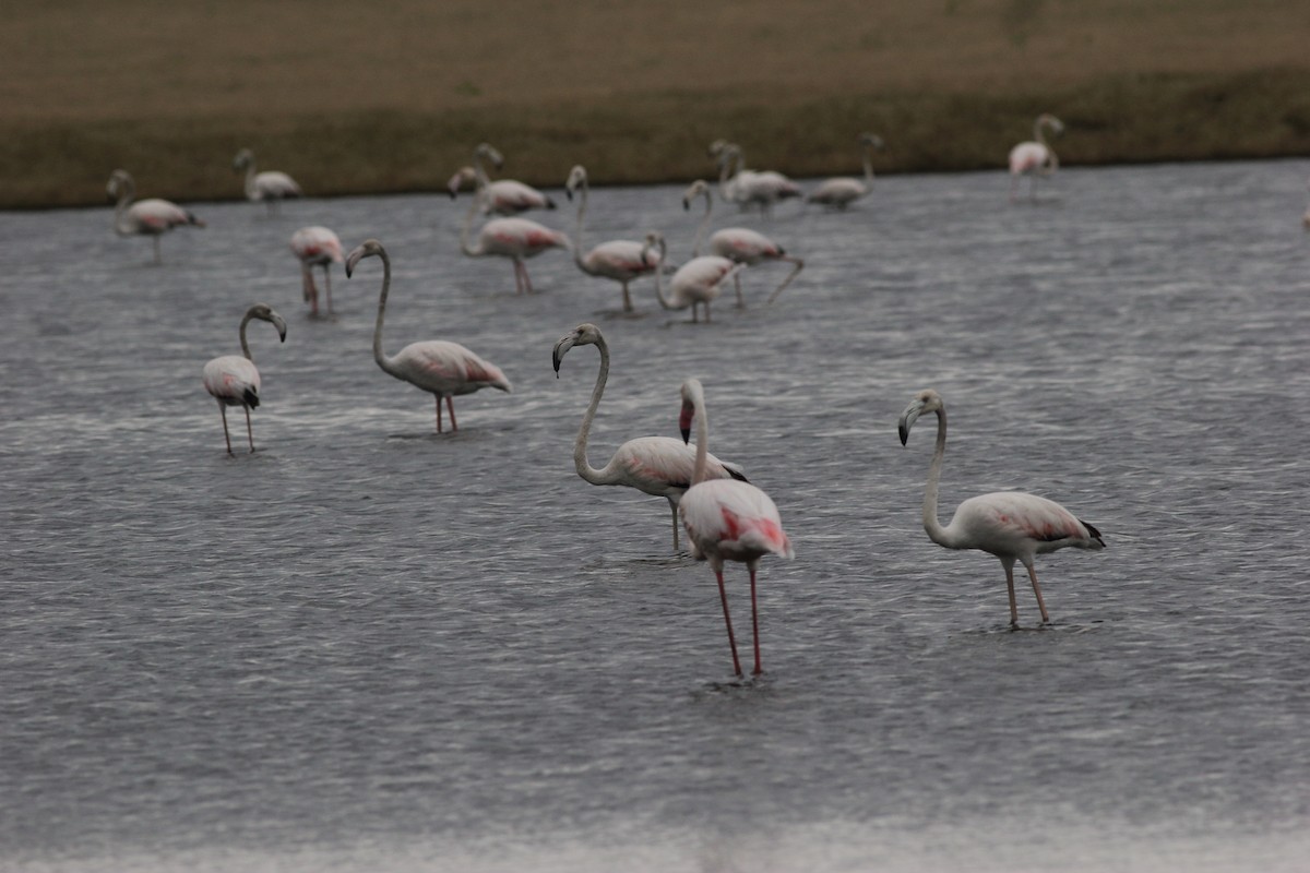 Greater Flamingo - ML621437909