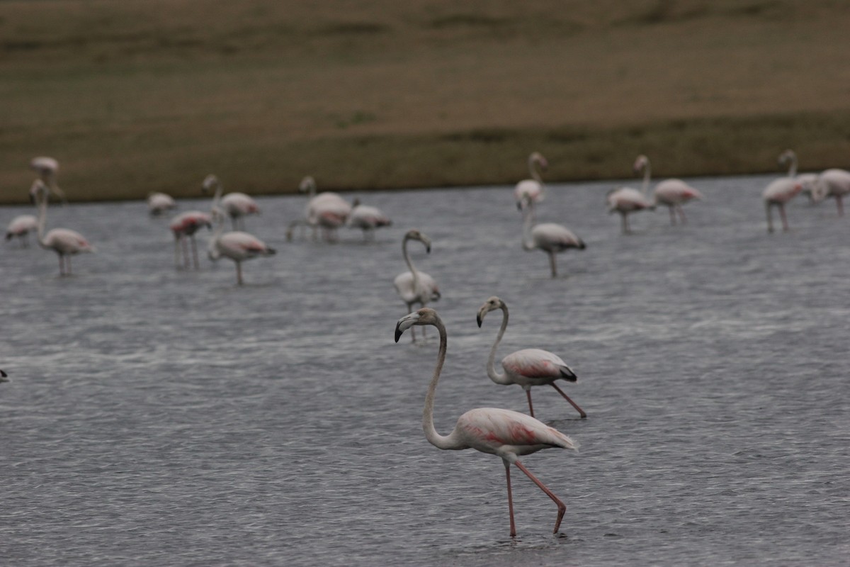 Greater Flamingo - ML621437910