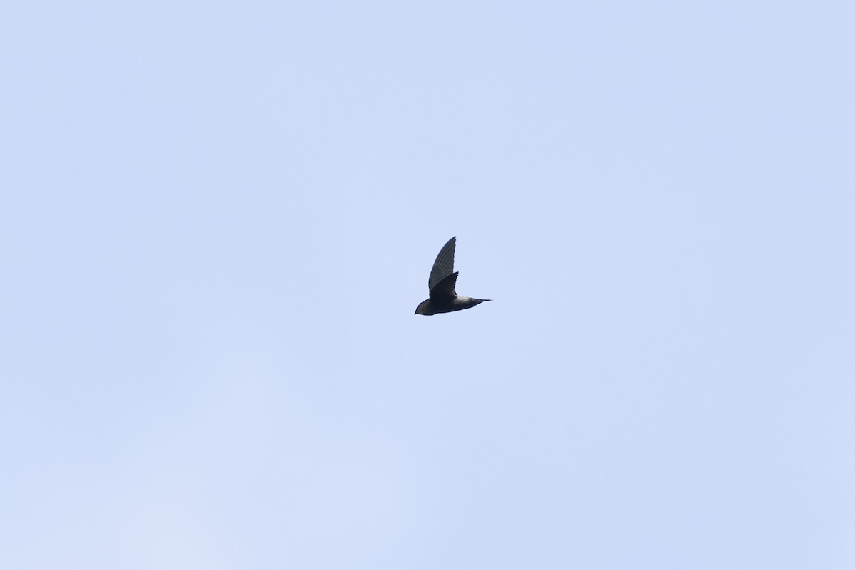 Costa Rican Swift - ML621438042