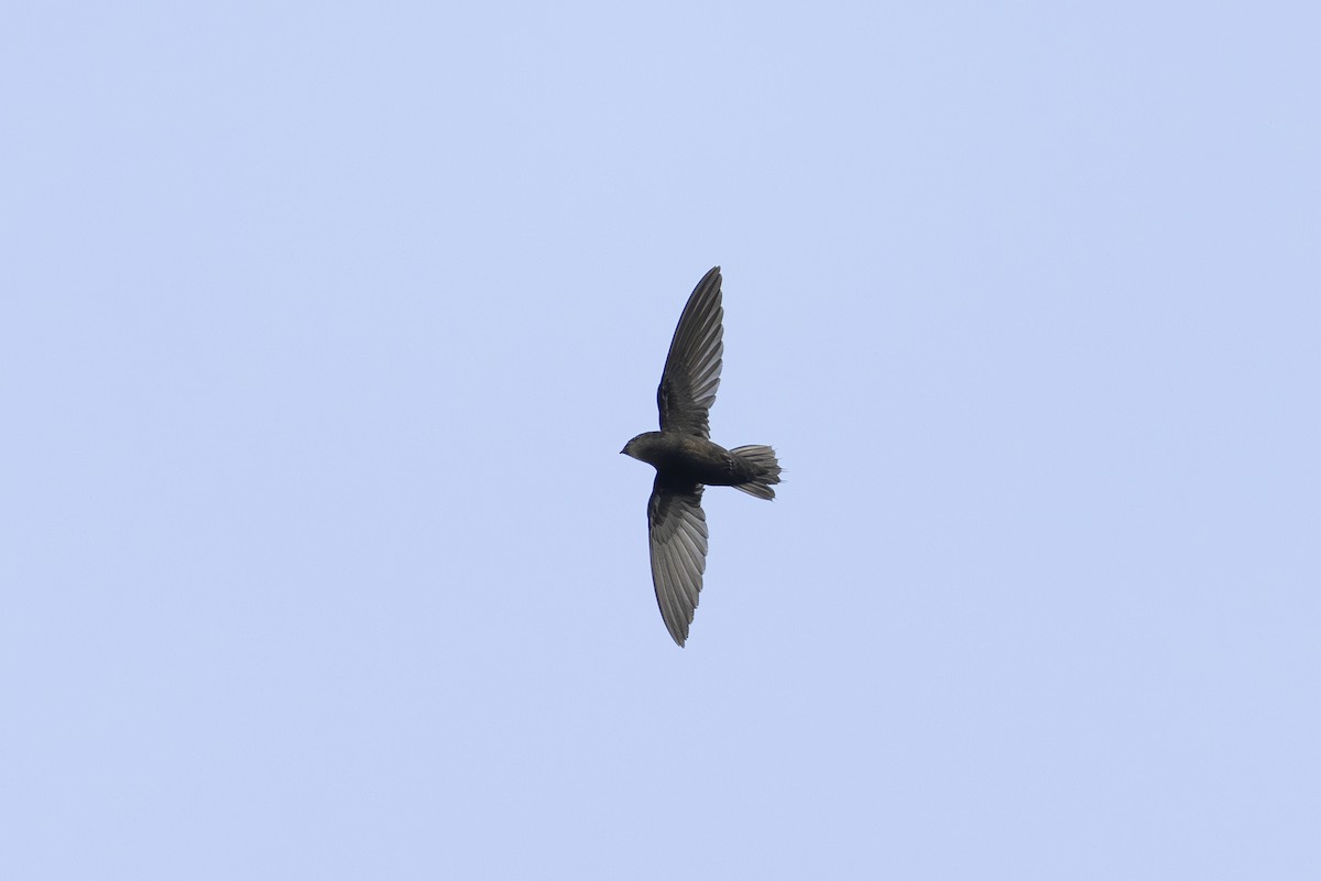 Costa Rican Swift - ML621438044