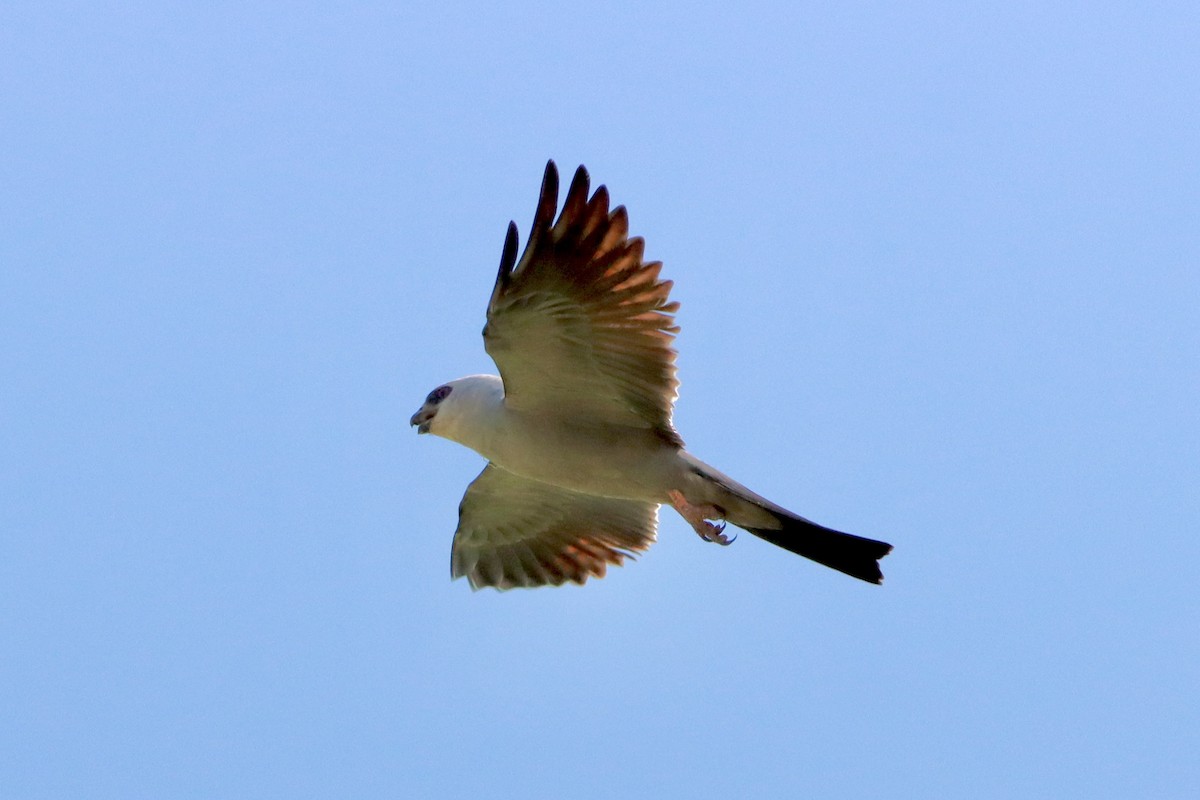 Mississippi Kite - ML621438081