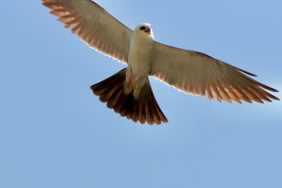 Mississippi Kite - ML621438088