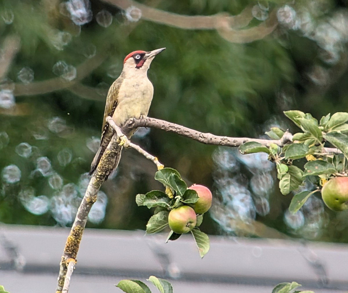 Eurasian Green Woodpecker - ML621438269