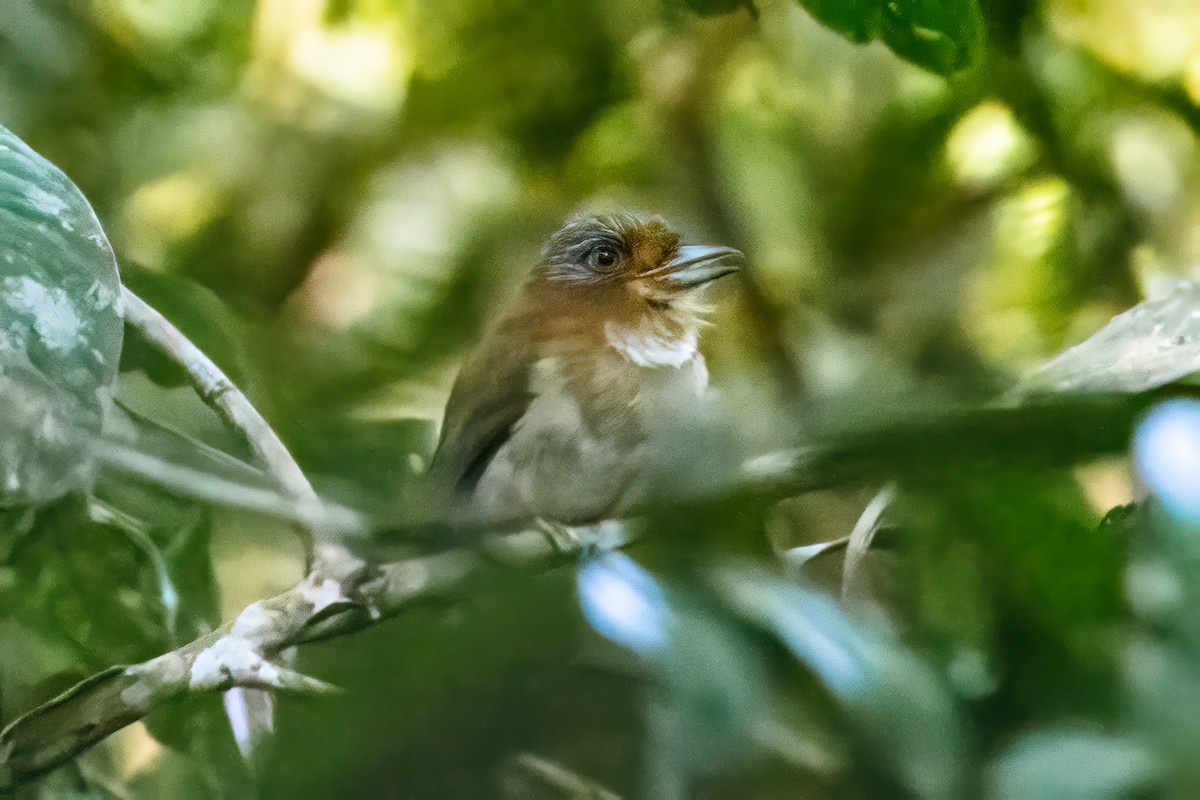 Rufous-necked Puffbird - ML621438279