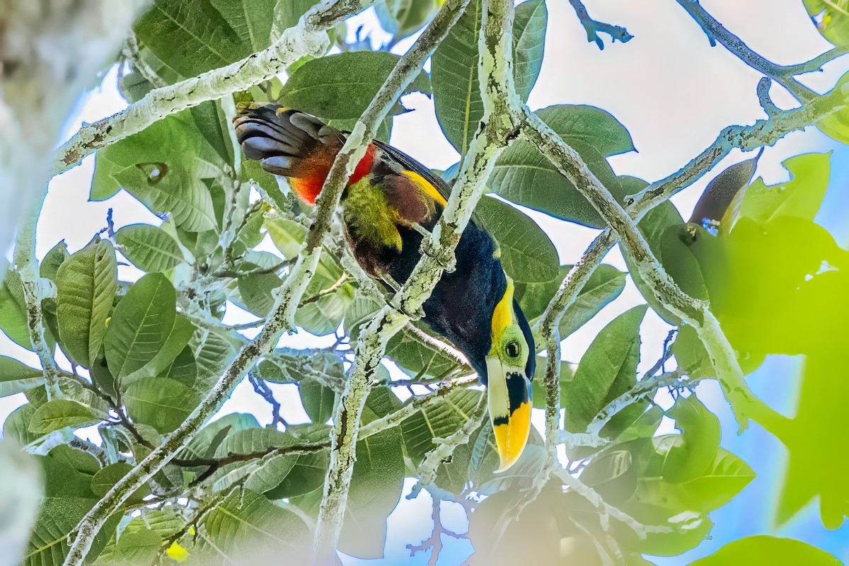 Gould's Toucanet - ML621438290
