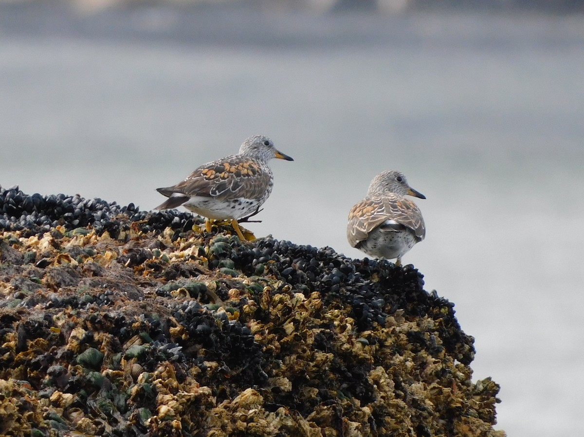 Surfbird - ML621438404