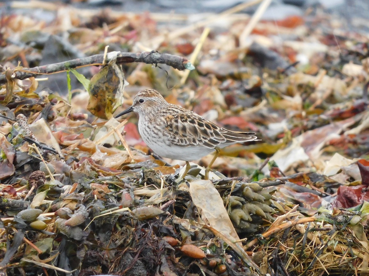 Least Sandpiper - Deborah Kurtz