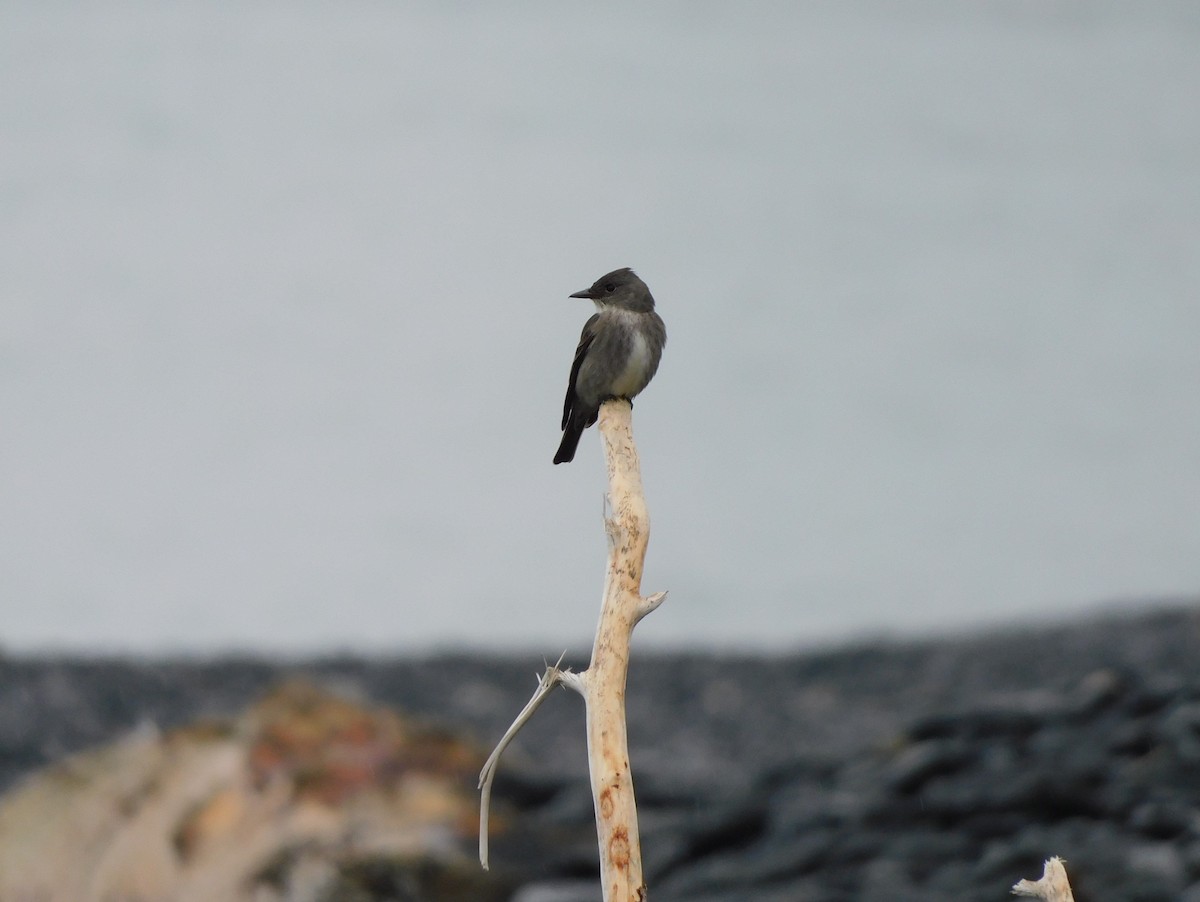 Olive-sided Flycatcher - ML621438521