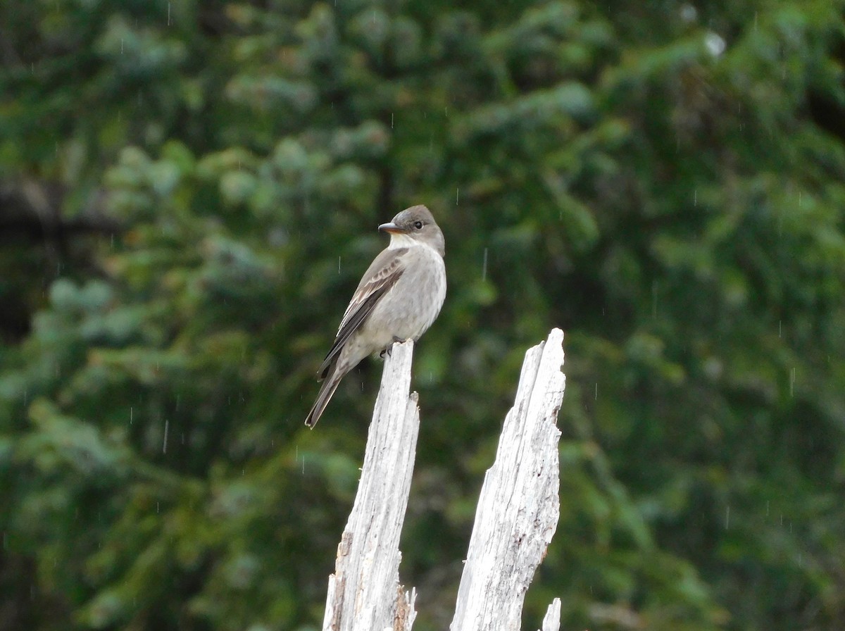 Olive-sided Flycatcher - ML621438522