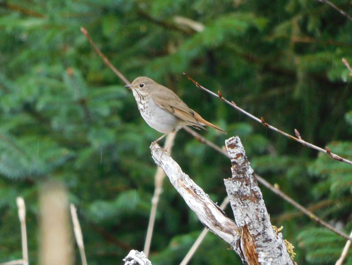 Hermit Thrush - ML621438588