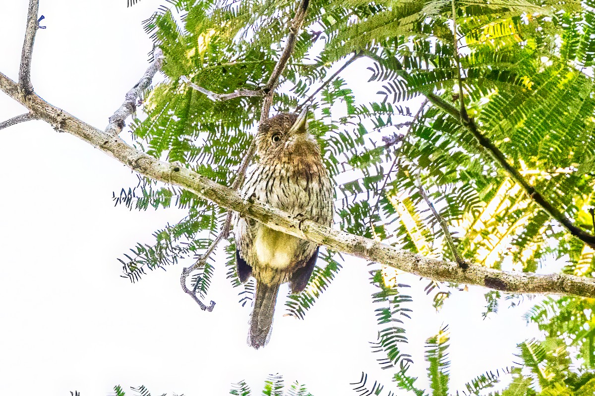 Eastern Striolated-Puffbird - ML621438590