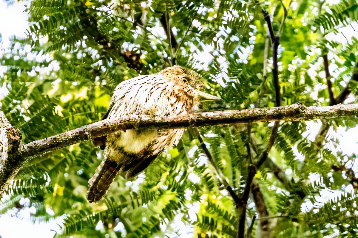 Eastern Striolated-Puffbird - ML621438592