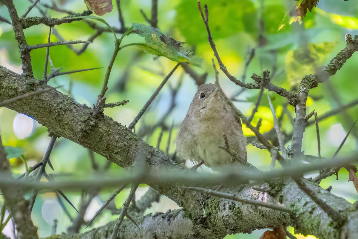 House Wren - ML621438623