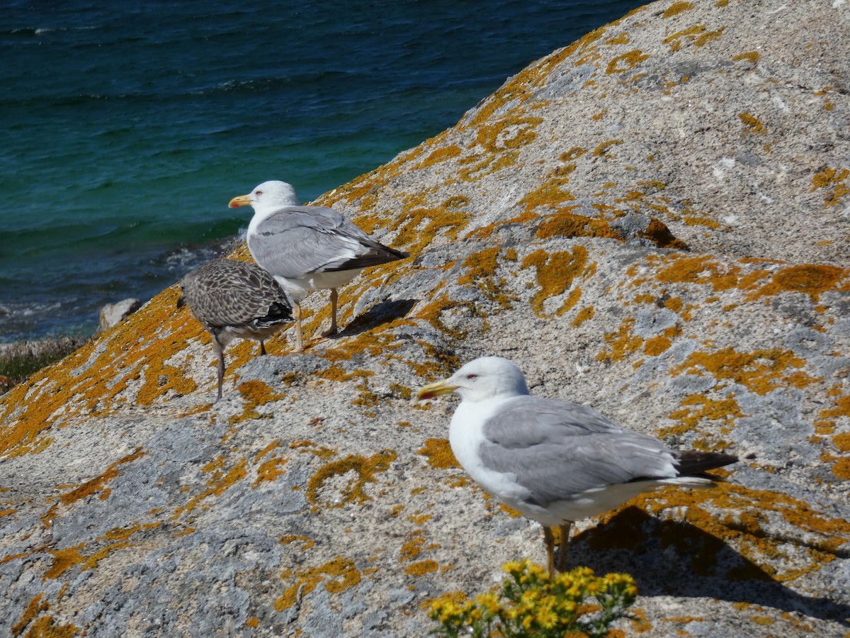 Yellow-legged Gull - ML621438625