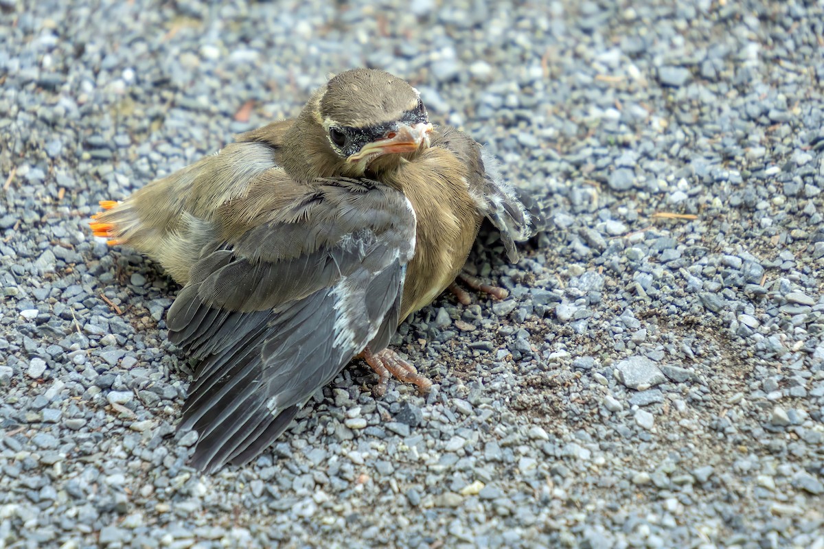 Cedar Waxwing - ML621438627