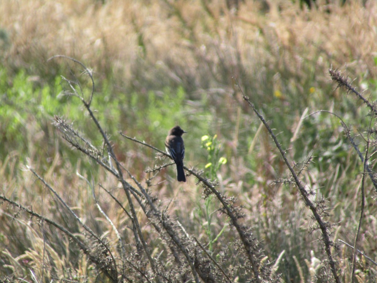 Black Phoebe - ML621438766