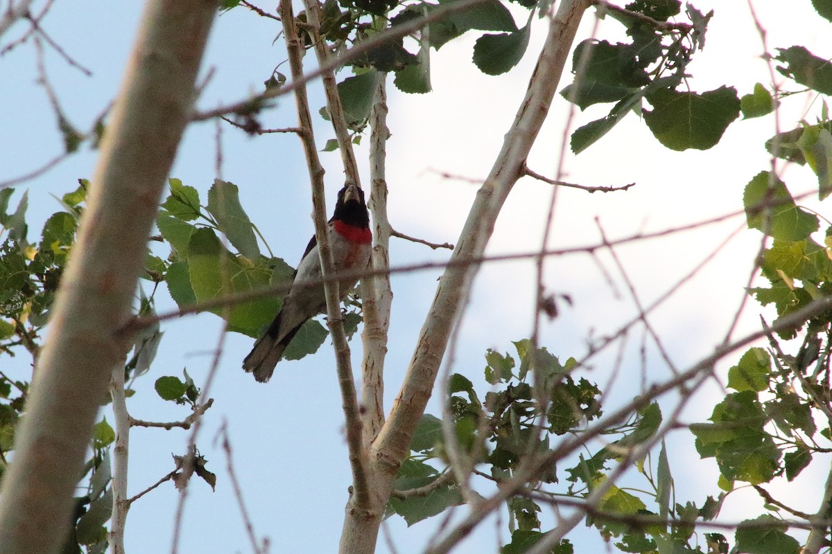 Rose-breasted Grosbeak - ML621438796