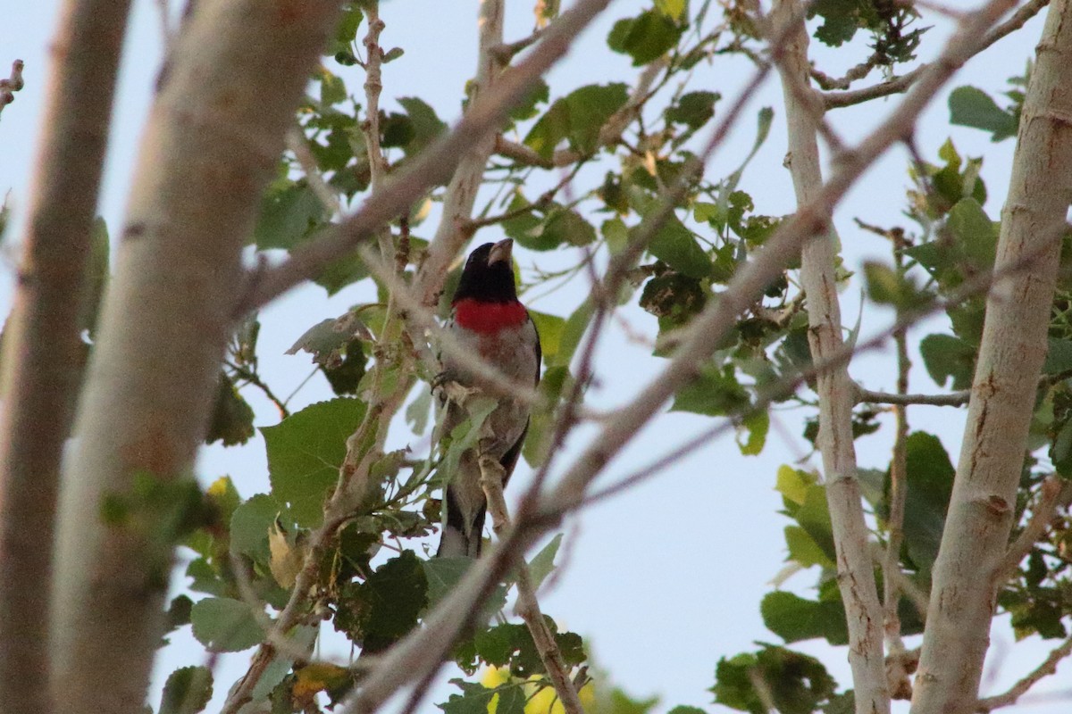 Rose-breasted Grosbeak - ML621438824