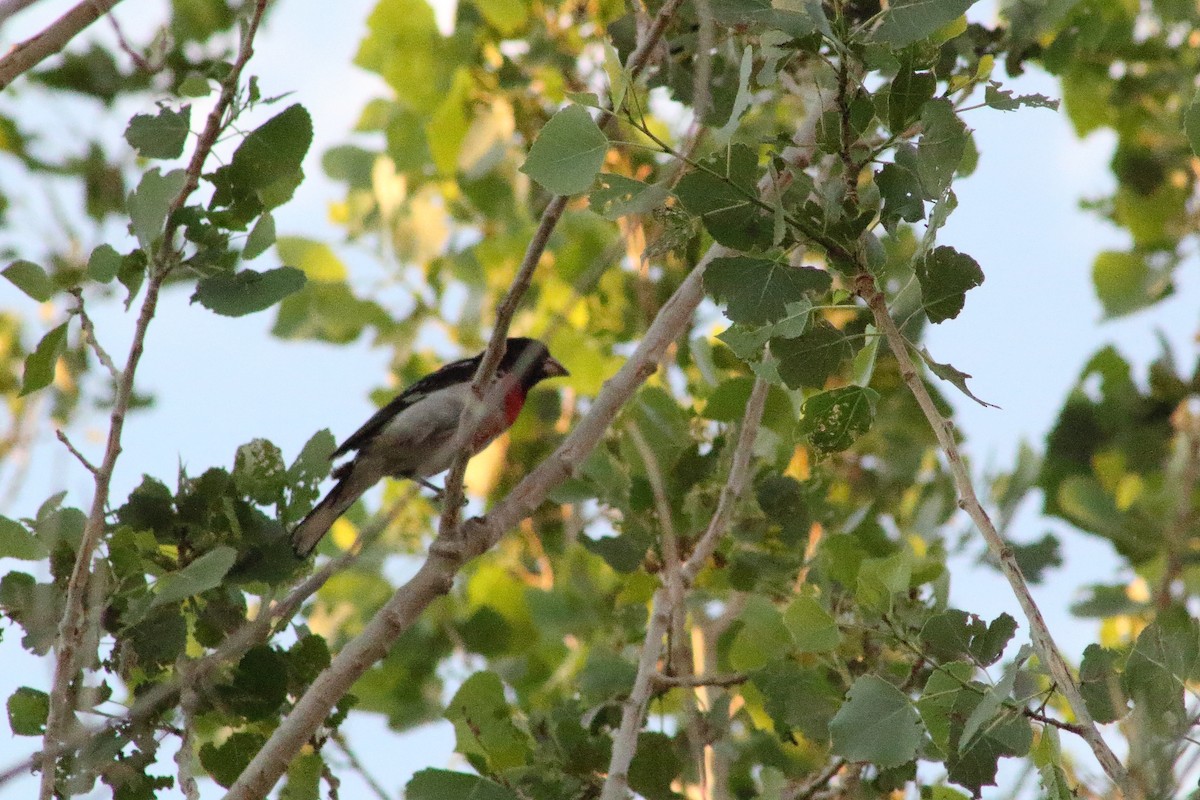 Rose-breasted Grosbeak - ML621438825