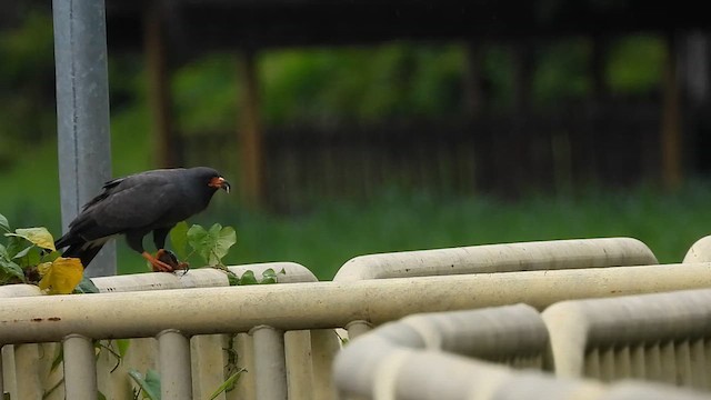 Snail Kite - ML621438851