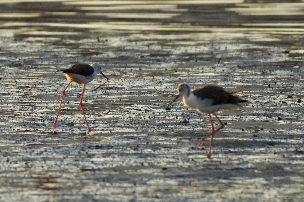 Black-winged Stilt - ML621439057