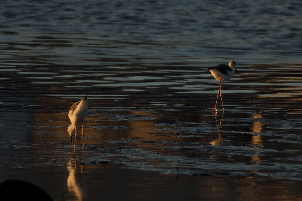 Black-winged Stilt - ML621439062