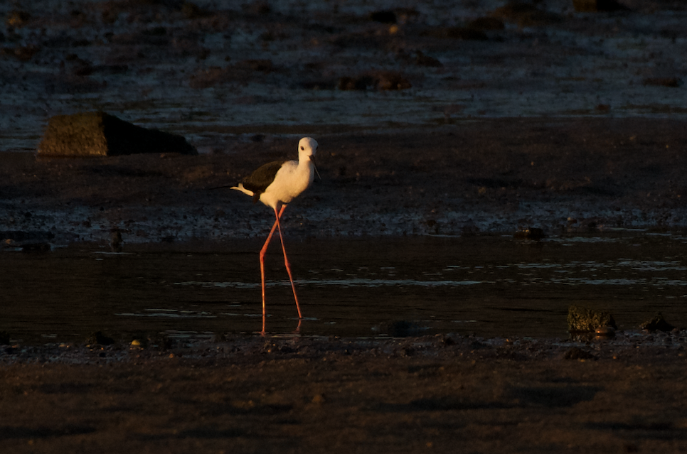 Black-winged Stilt - ML621439063