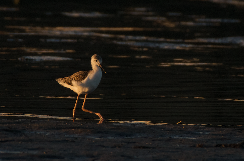 Black-winged Stilt - ML621439064