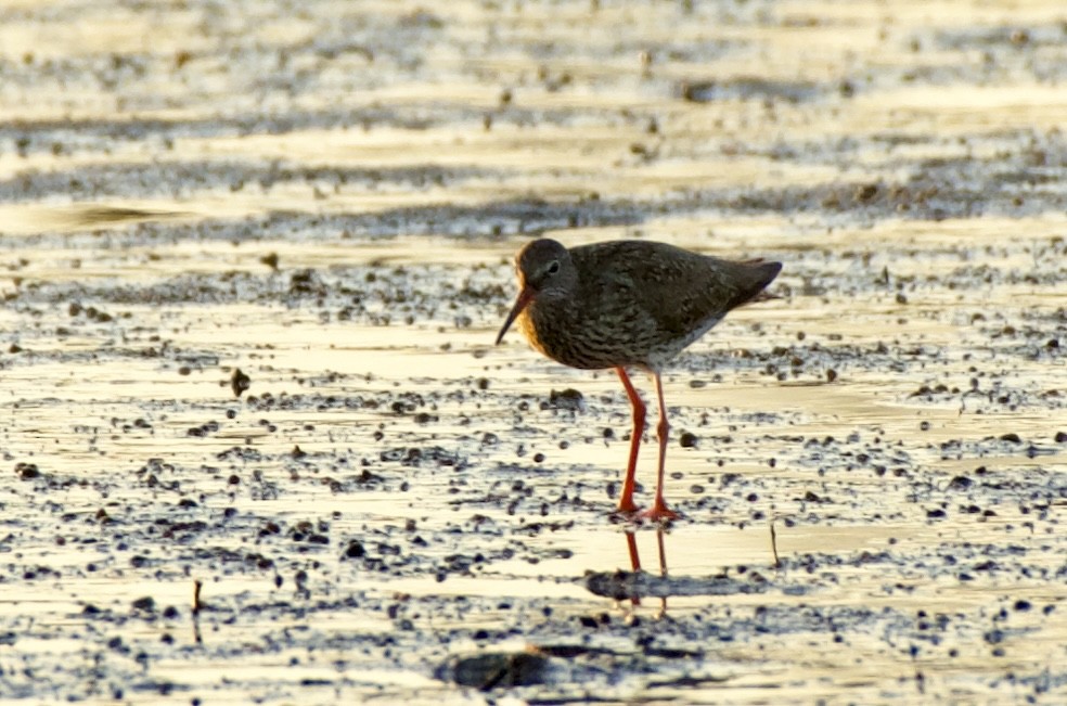 Common Redshank - ML621439086