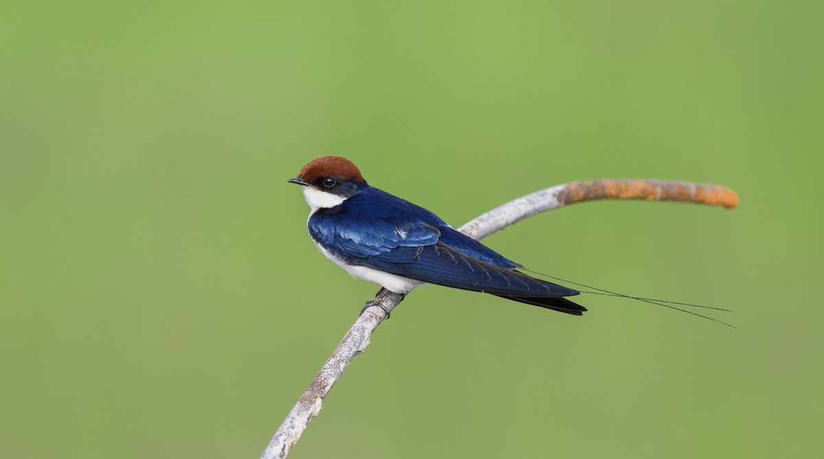 Wire-tailed Swallow - ML621439099