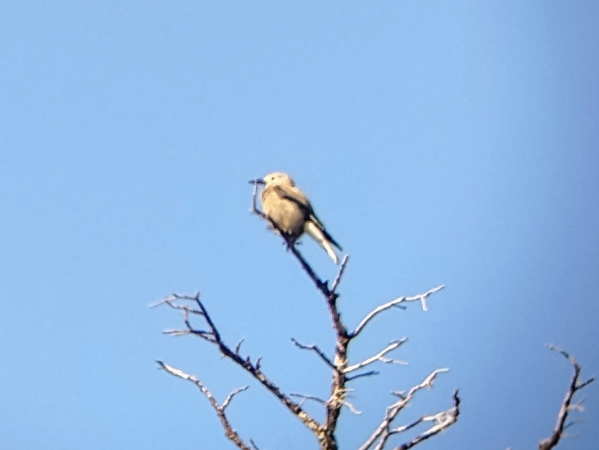 Clark's Nutcracker - ML621439113